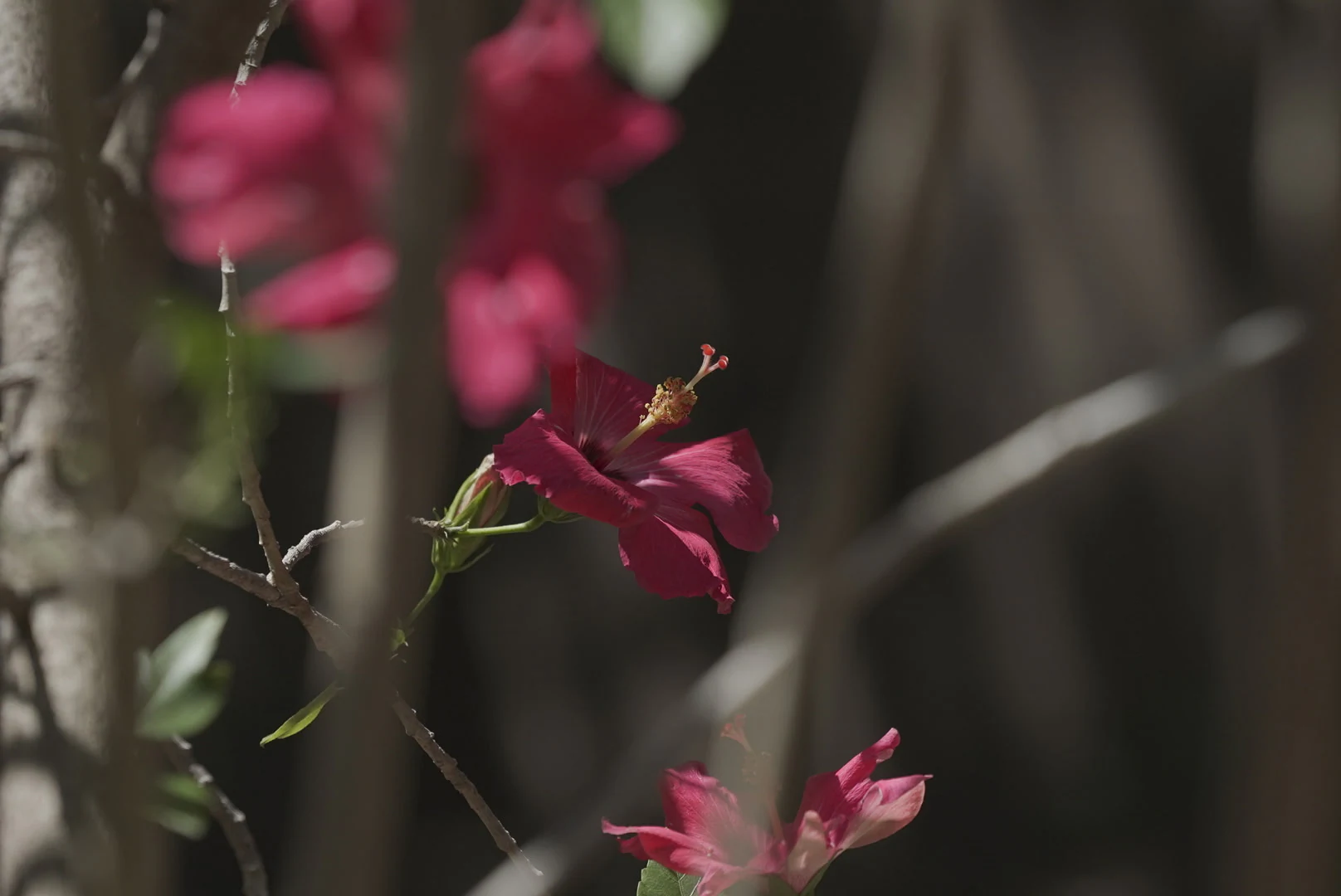 Pink hibiscus flower in soft shade