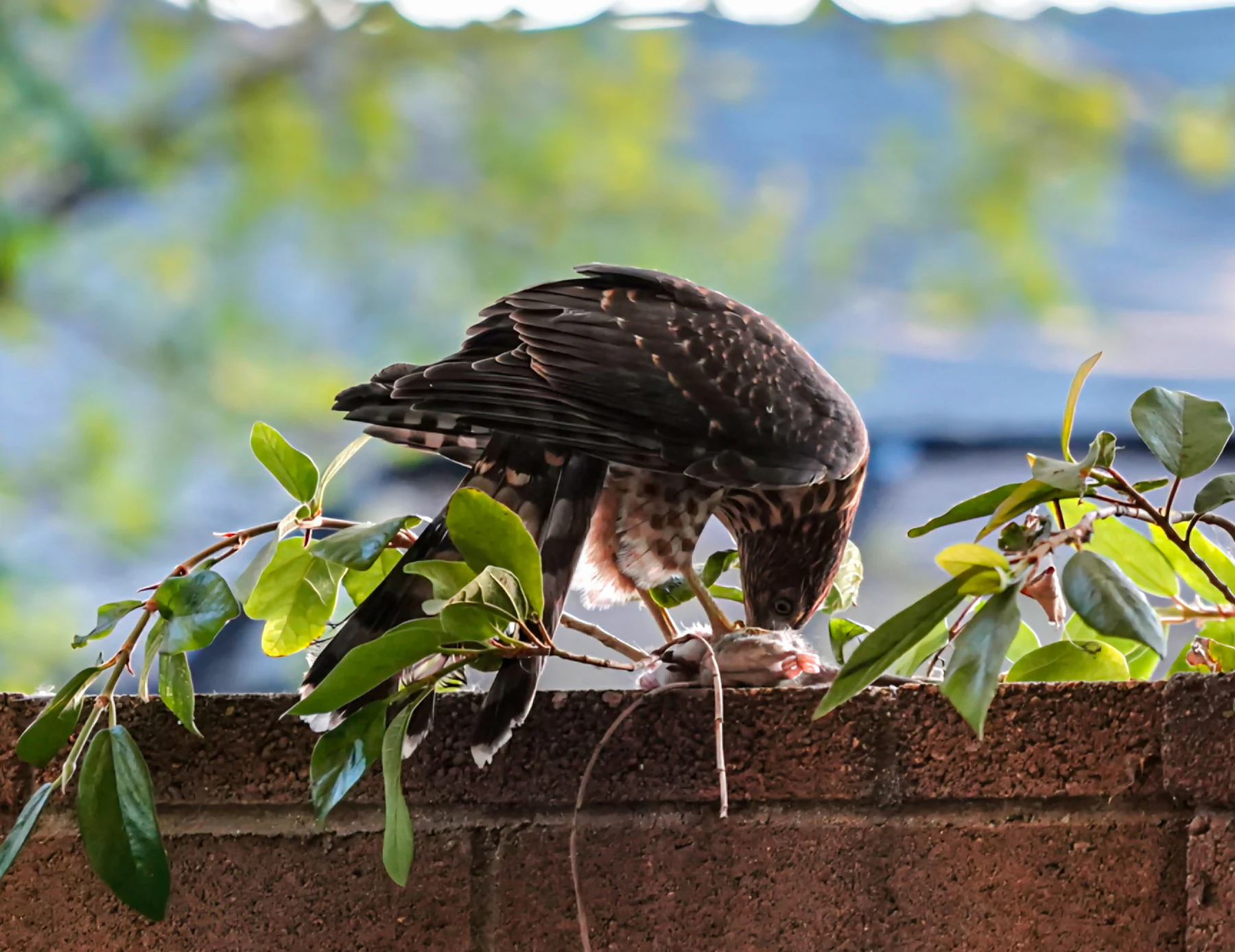 Hawk feeding on prey among sunlit leaves