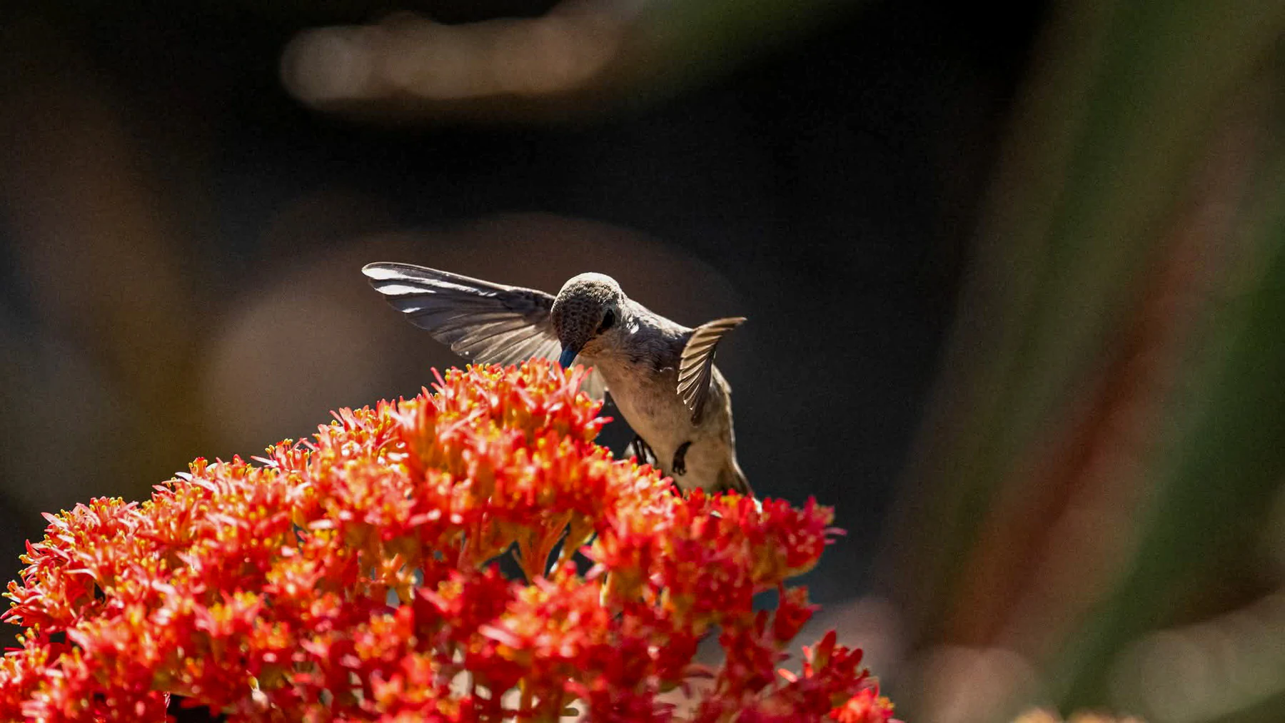 Hummingbird hovering above vivid red flowers