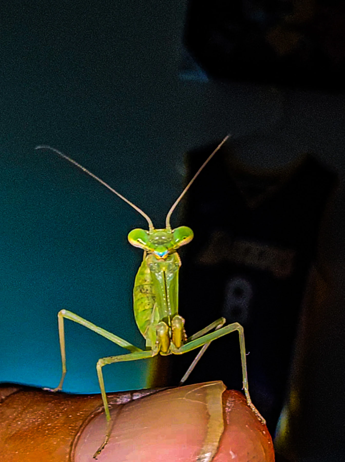 Close portrait of a green praying mantis