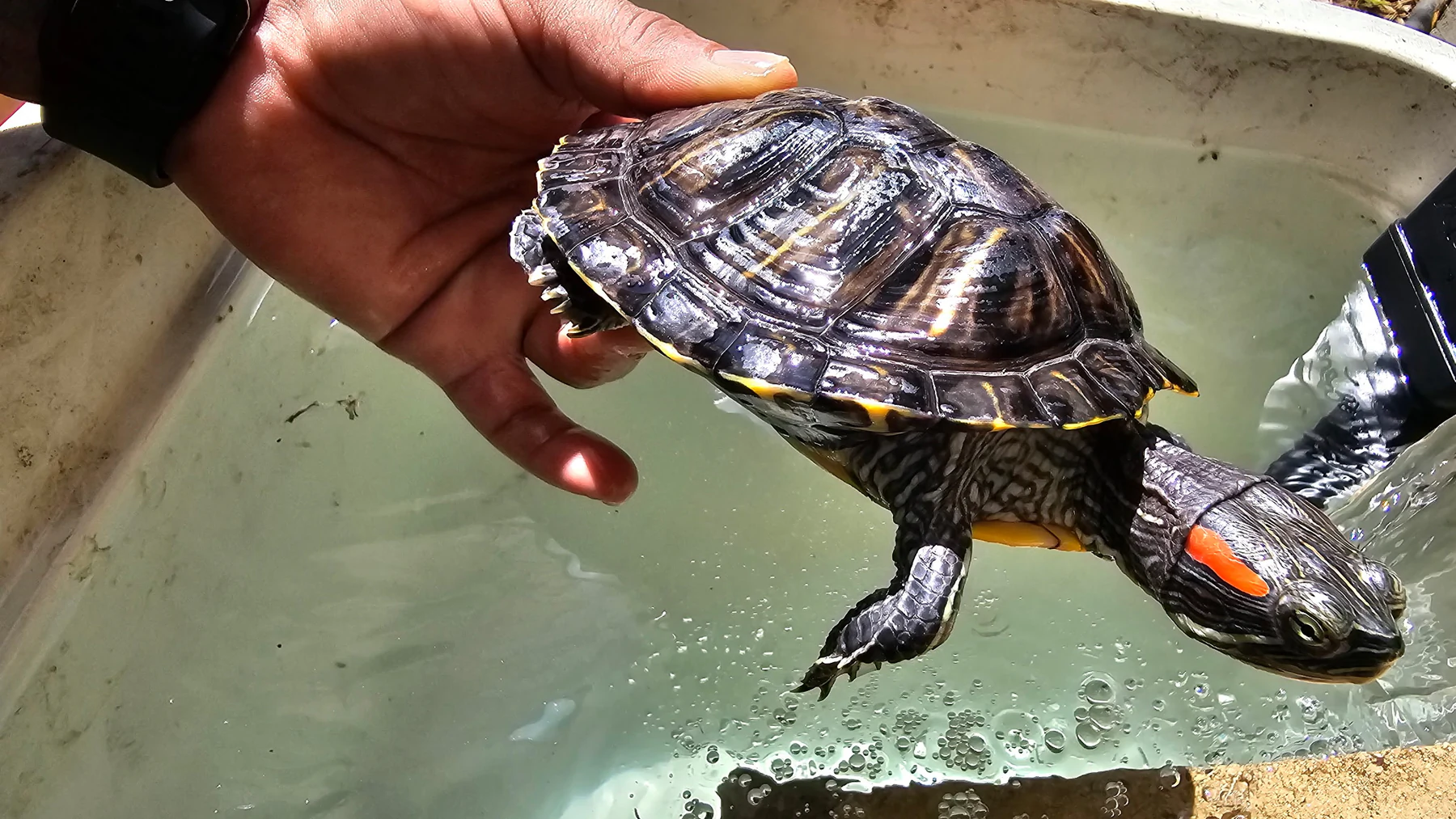 Red-eared slider turtle being carefully held above water