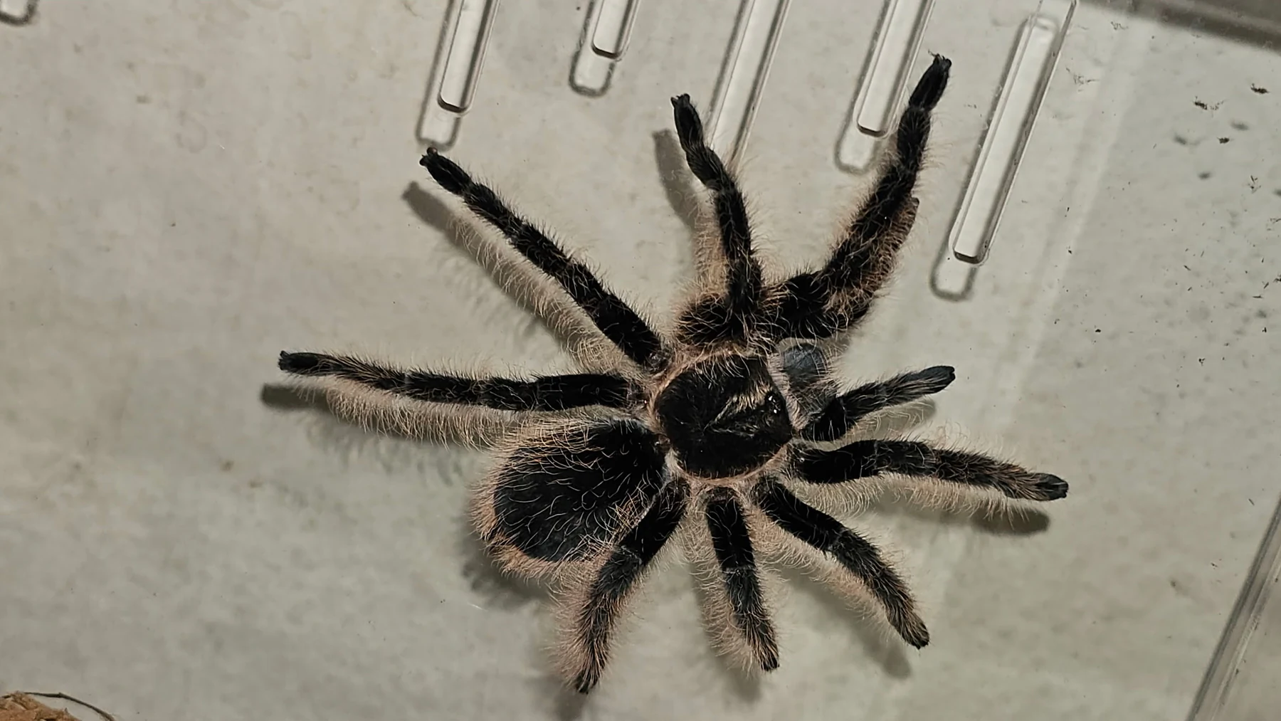 Tarantula photographed from above in its enclosure