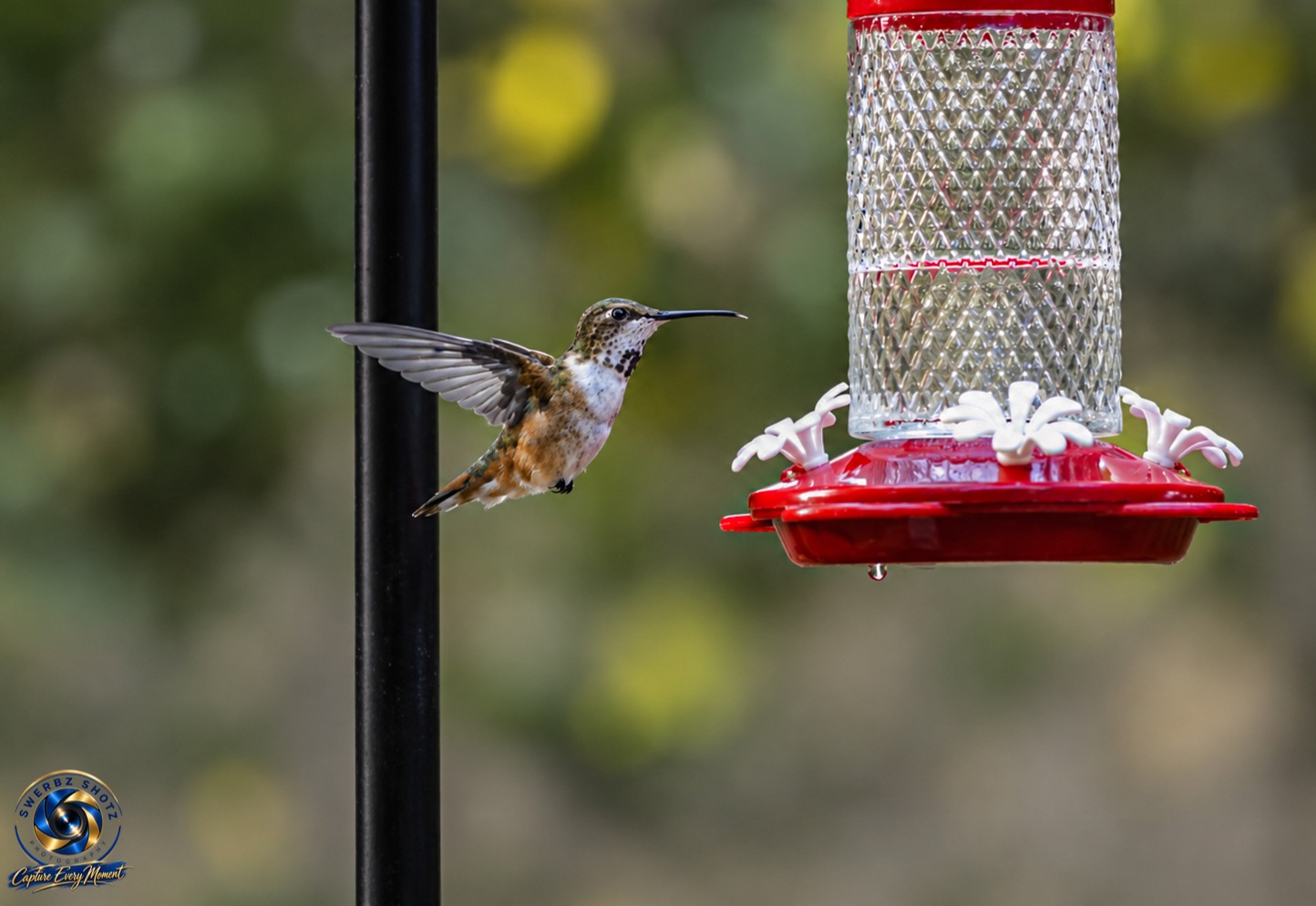 Wildlife photograph